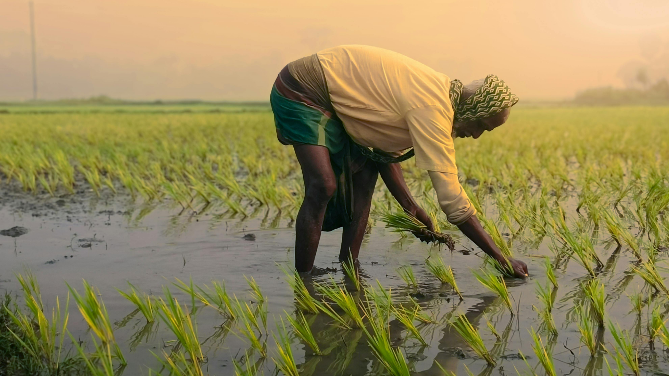 Farm cultivation and monitoring in progress